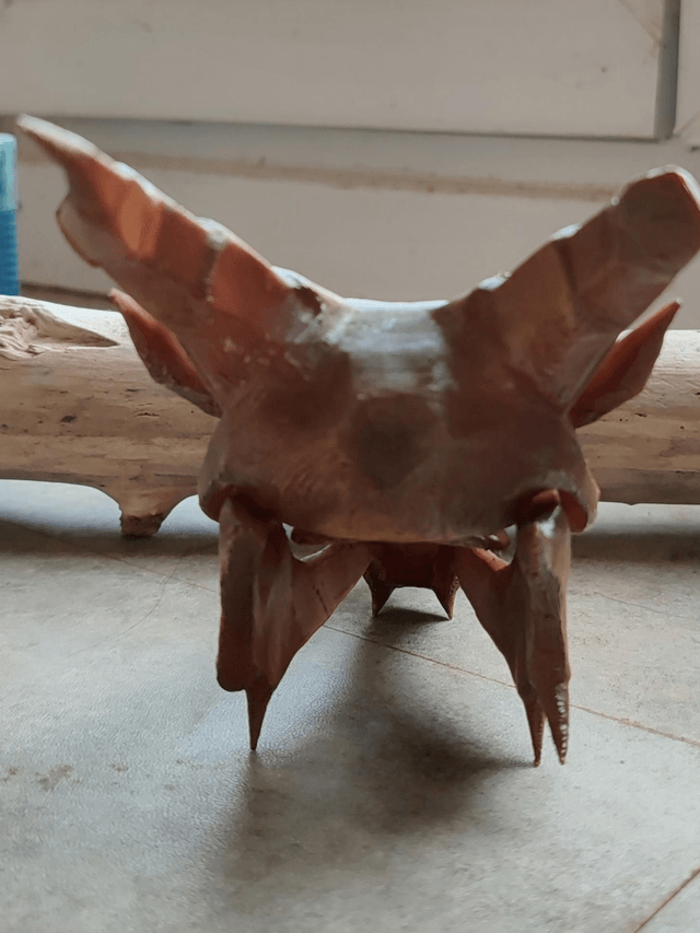 Crâne de dragon 